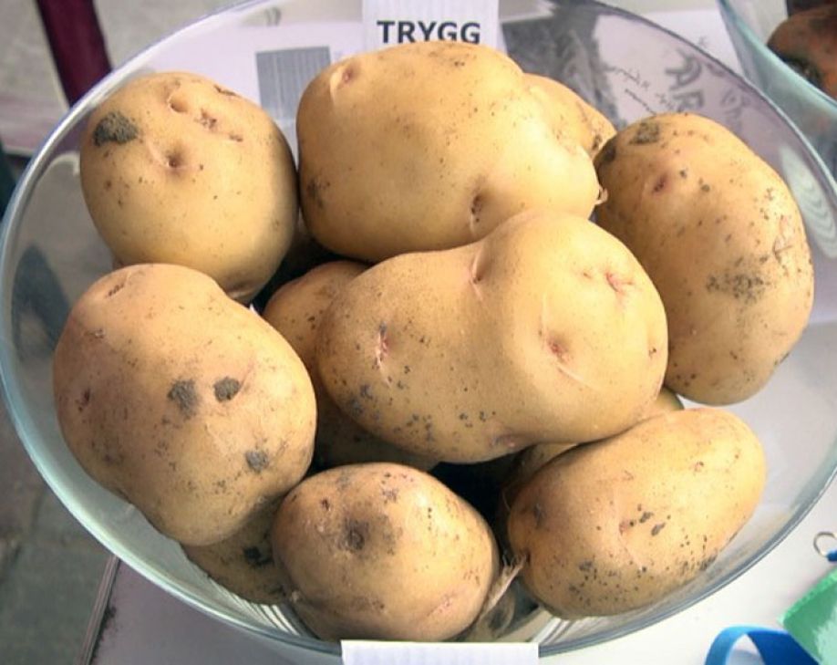 Второй хлеб