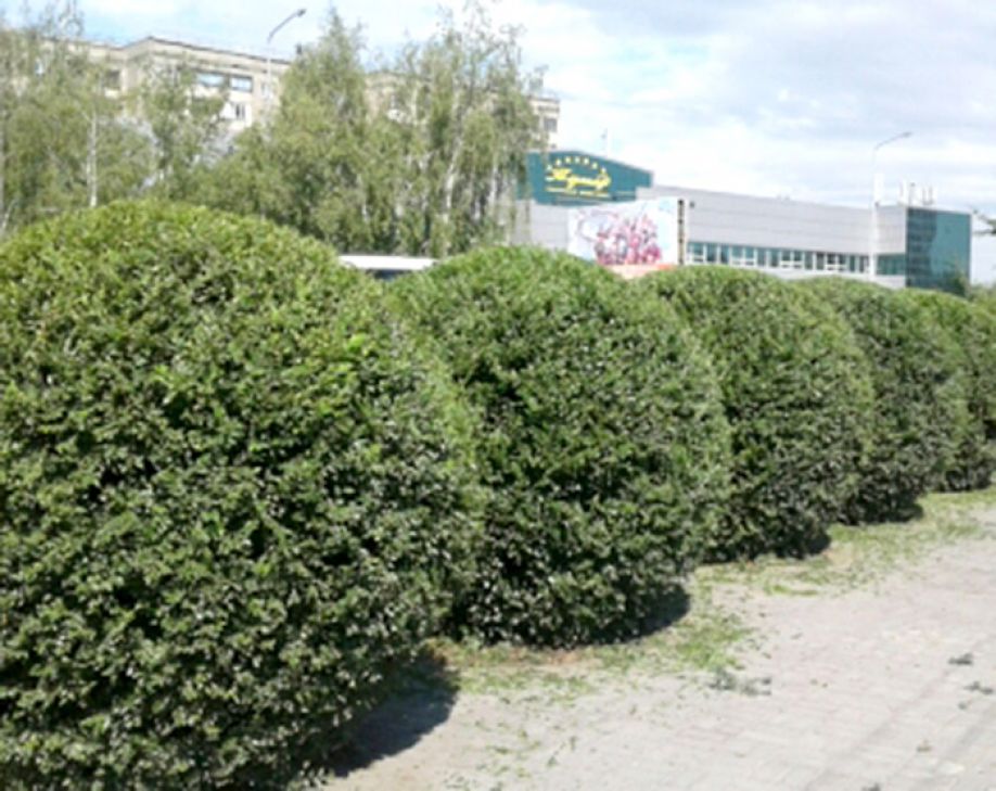 Зеленые сердца