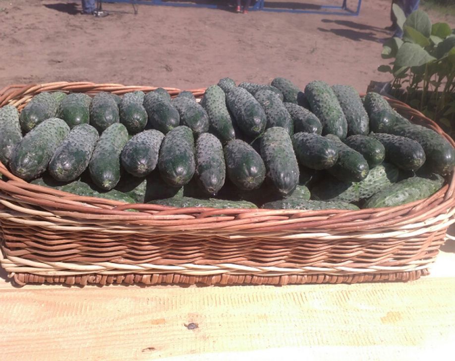 Огурцовая валюта
