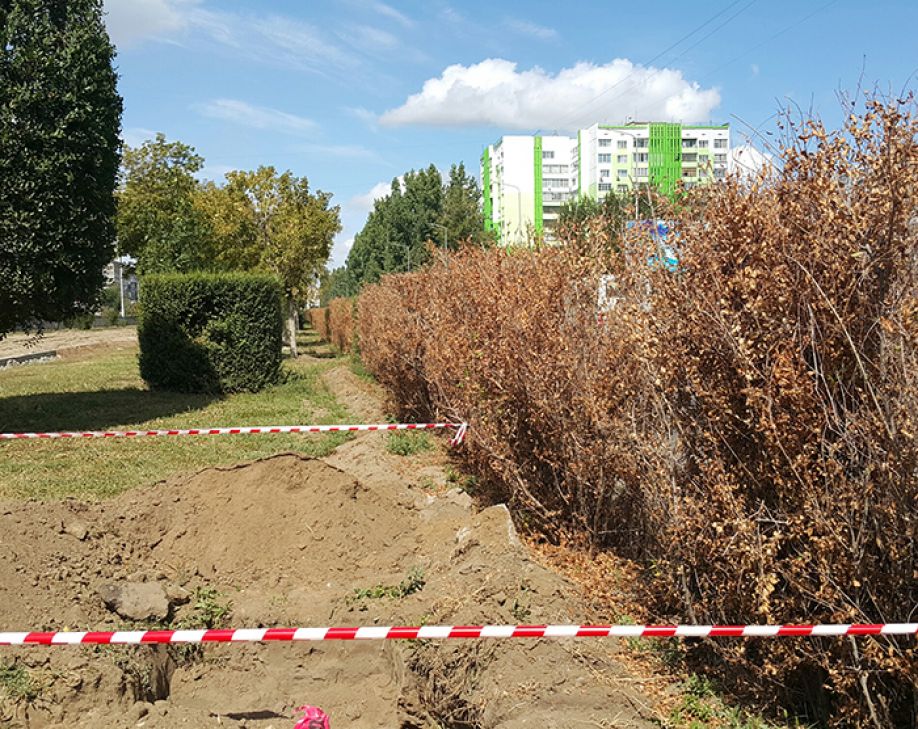 Деревья под угрозой