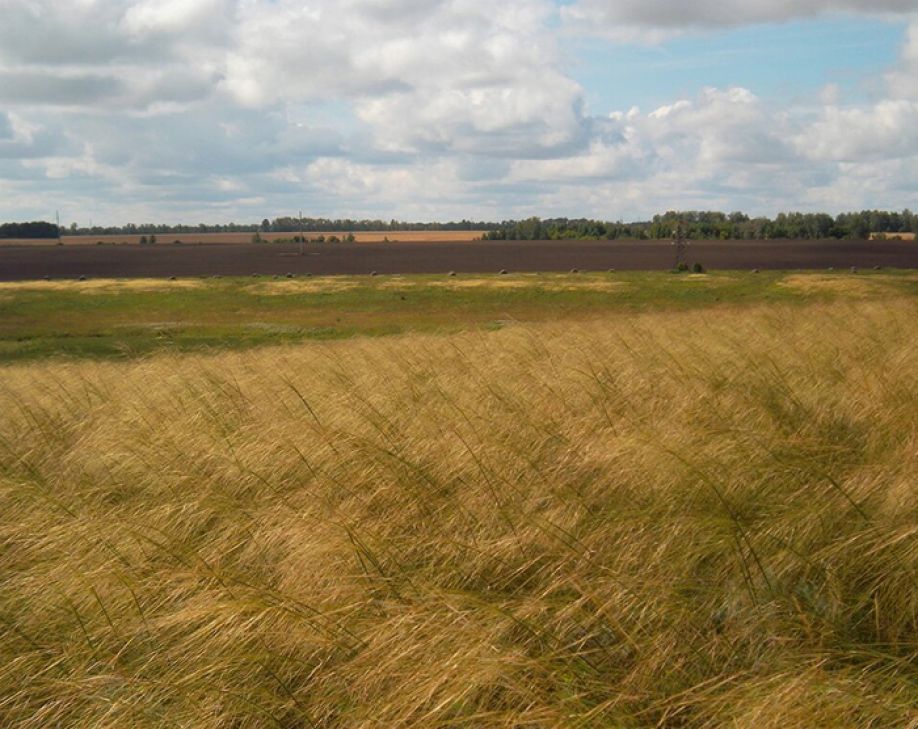 Гречиха раздора