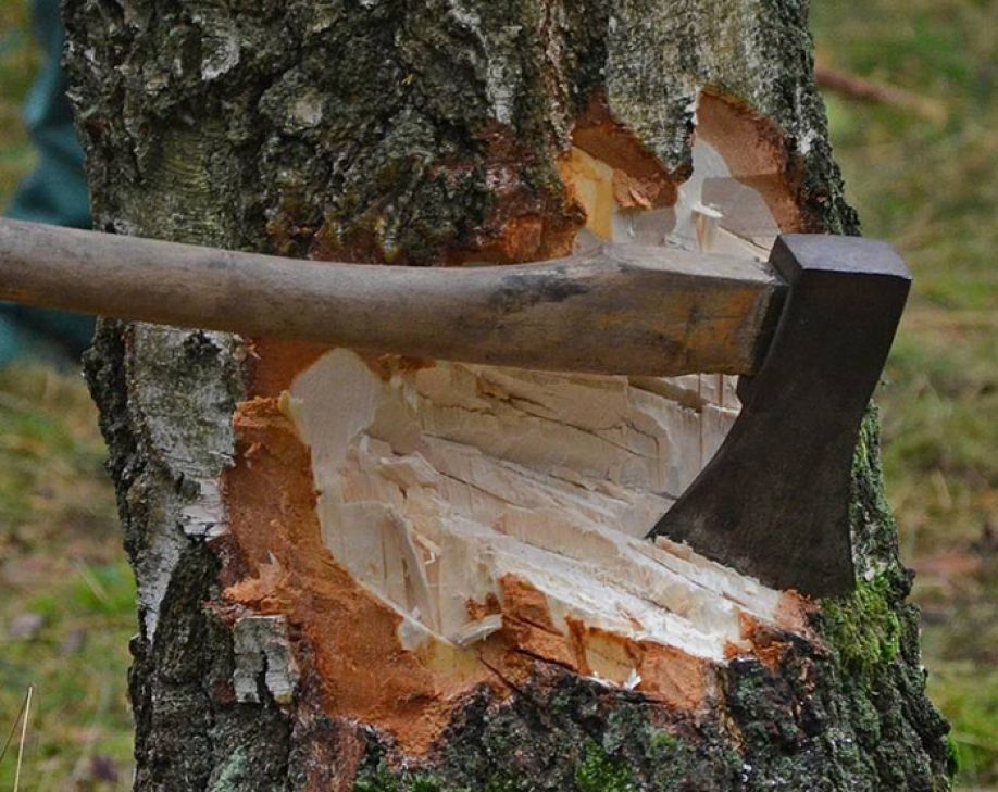 «Копейки» за срубленное дерево