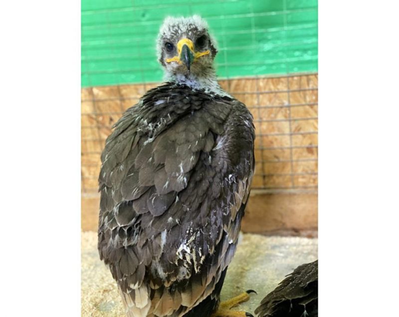 Держали в заточении: птенцов беркута спасли павлодарские зоозащитники
