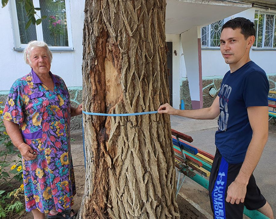 «Гринпис спешит на помощь» карагачу-гиганту