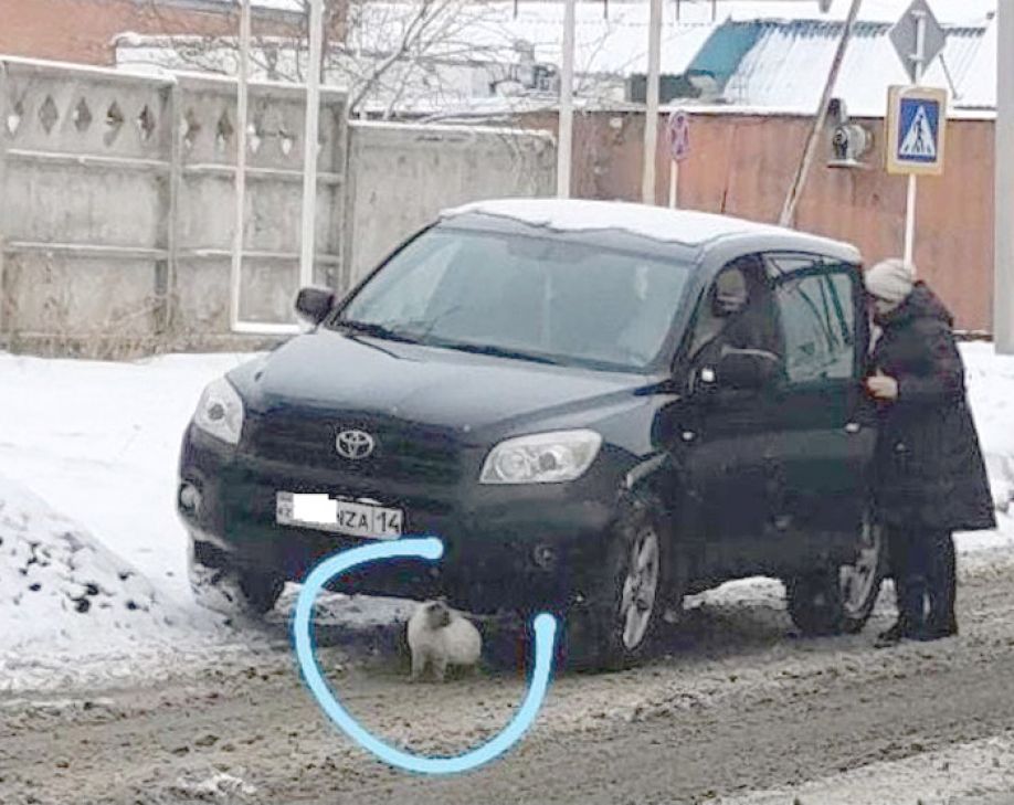 Выгнали кошку
