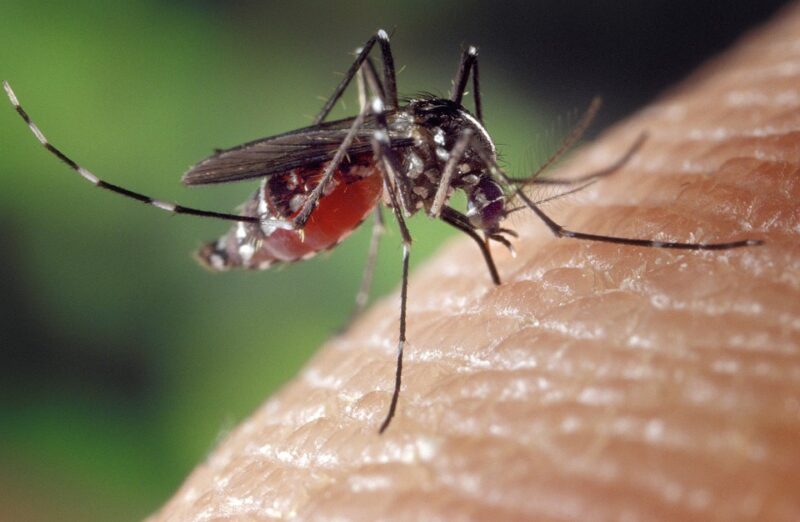Павлодарские комары подорожали до 1,3 миллиарда