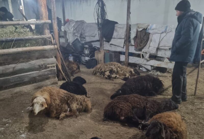 Похитителя овец задержали в Павлодарском районе