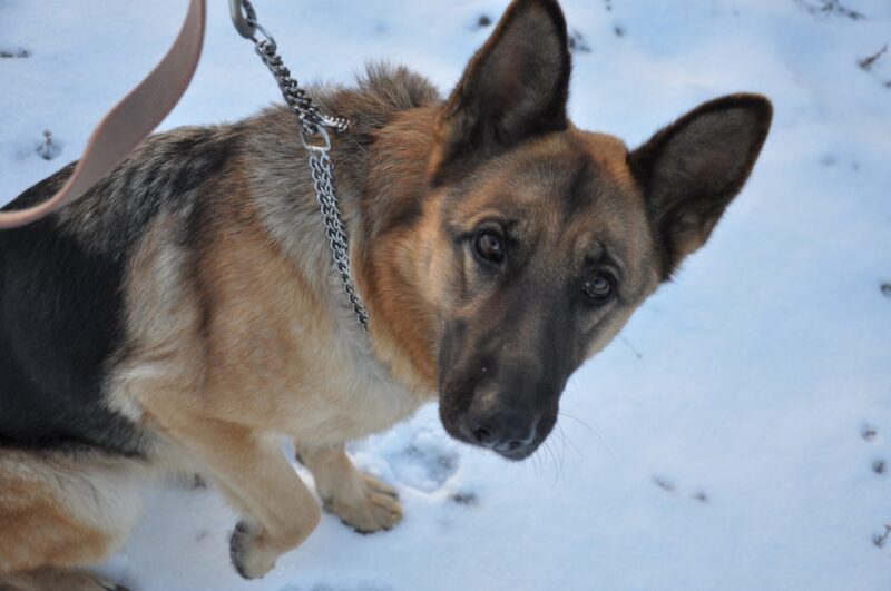 На 1,6 млн тенге оштрафовали в Павлодаре владельцев домашних животных