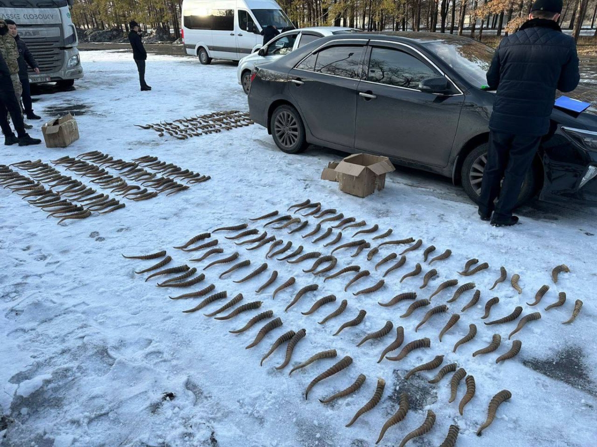 Сайгаков защитят от браконьеров