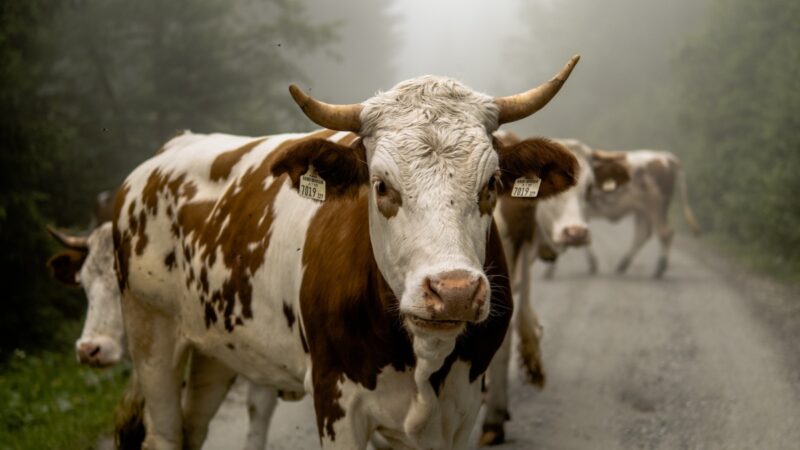 Почти в 2 млн тенге обойдется павлодарке бесхозный выпас скота