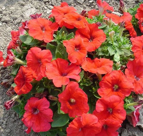 Павлодарский хоспис досрочно закрыл сбор цветов для клумб