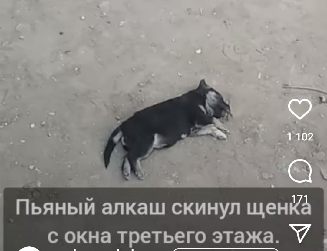 Пьяный павлодарец выбросил щенка с третьего этажа, полиция открыла дело