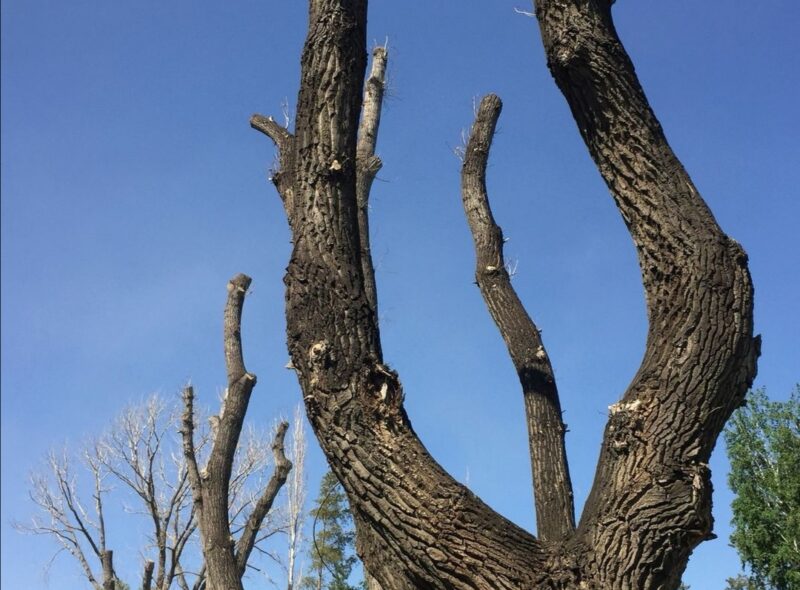 Результаты обрезки деревьев напугали известную жительницу Павлодара