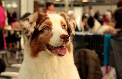 В павлодарском Горсаде пройдет Dog party