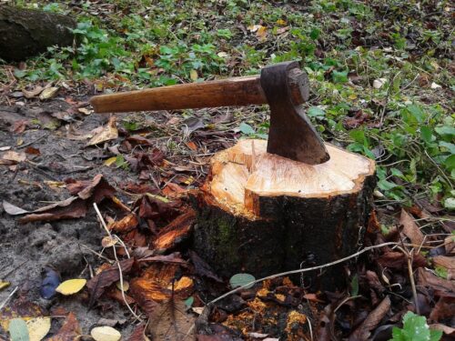 Замгендиректора «Ертіс орманы» осудили за получение 1 млн тенге от лесозаготовителя