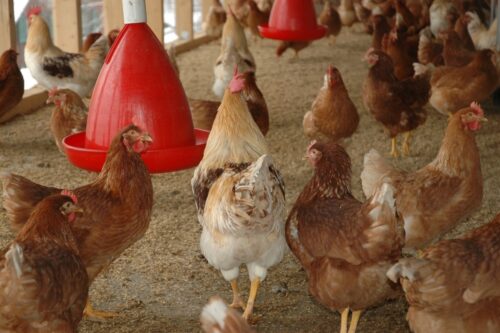 В Павлодарской области курица подорожала «по максимуму»