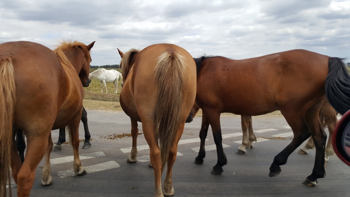 Лошади стали причиной ДТП на трассе Ленинский-Курчатов