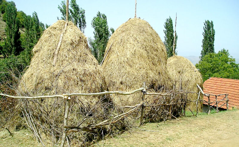 Сено в Павлодарской области стоит дороже зерна