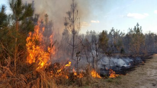 Ущерб от лесных пожаров в Павлодарской области превысил 200 млн тенге