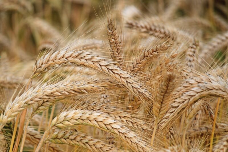 СПК «Павлодар» обвинили в затягивании создания стабфонда фуражного зерна