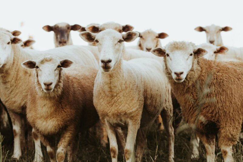 Стадо овец стало причиной двойного ДТП на трассе Павлодар-Кызылорда