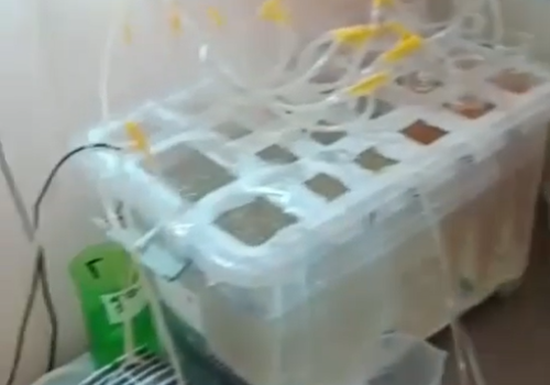 Китайцы в съемной квартире на Усолке выращивали рачков артемия салина