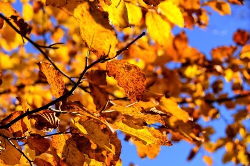 «Осенний бал» устроят в Павлодаре