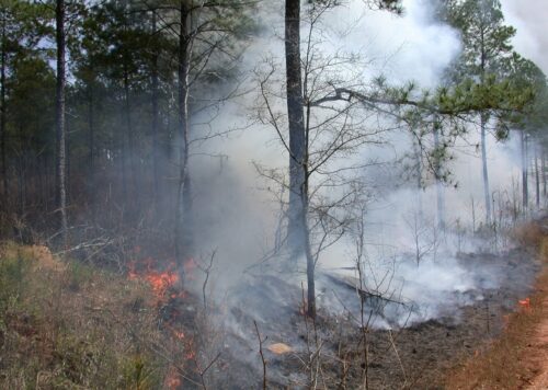 Ущерб от лесных пожаров в Павлодарской области превысил 230 млн тенге