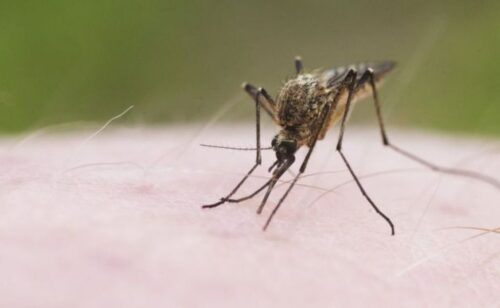 Смерть павлодарских комаров подорожала еще в пять раз