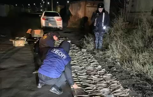Рога сайгаков на 2 млрд тенге изъяли у жителя Павлодарской области