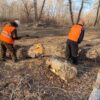 В Павлодаре для нового автомобильного моста начали вырубку более 2 тысяч деревьев