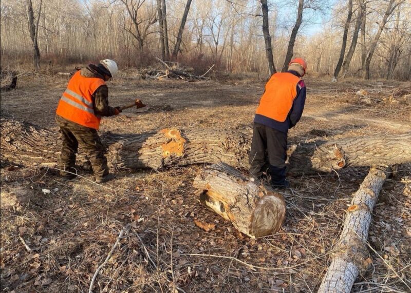В Павлодаре для нового автомобильного моста начали вырубку более 2 тысяч деревьев