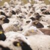 Жителю Майского района вернули пропавшую отару овец