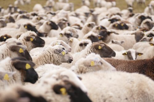 Жителю Майского района вернули пропавшую отару овец