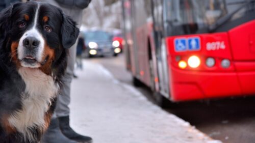 Можно ли перевозить собак в автобусах Павлодара?