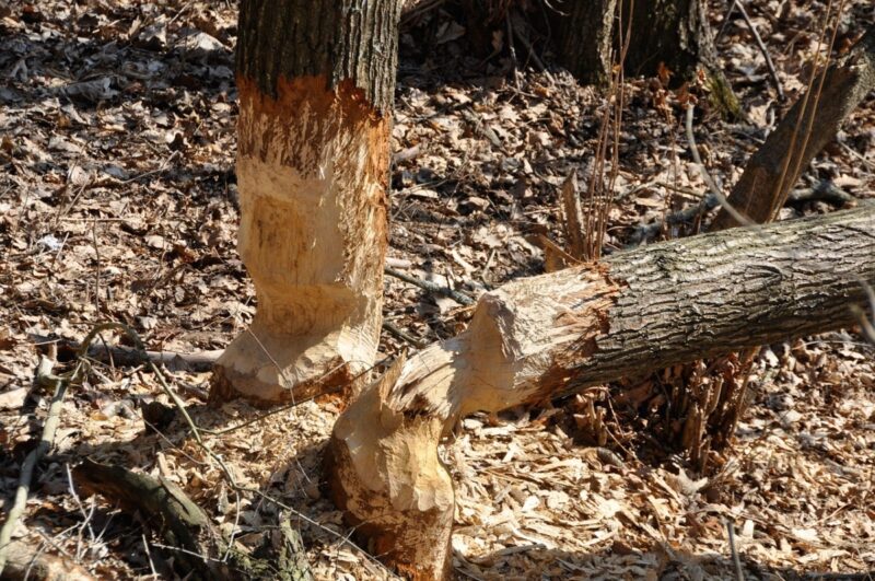 После инвентаризации в Павлодаре вырубят 1700 деревьев