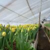 В Павлодарской области начали выращивать тюльпаны