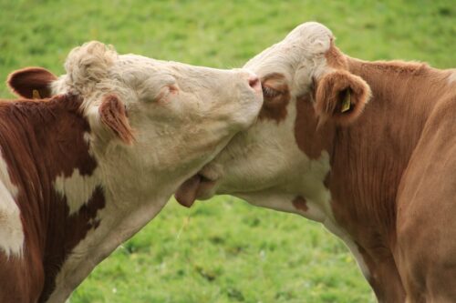 В РК появятся общественные пастбища для выпаса личного скота сельчан