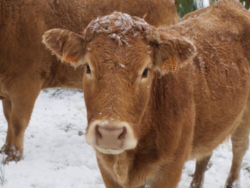 В Павлодарской области скрывали случаи заражения скота опасными болезнями