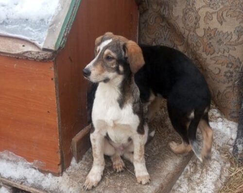 Любящий детей и кошек щенок ищет хозяев в Павлодаре