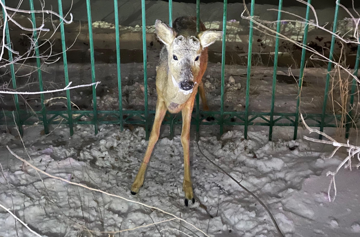 Застрявшую в заборе косулю спасли павлодарские полицейские