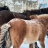 Кражу табуна лошадей раскрыли в Павлодарской области