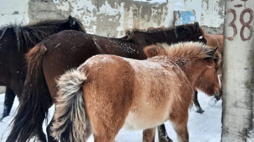 Кражу табуна лошадей раскрыли в Павлодарской области