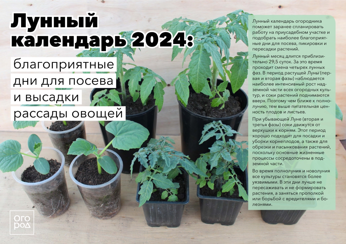 Лунный календарь 2024