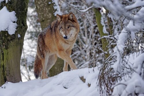 Жителей пригорода Павлодара призвали к осторожности из-за волков