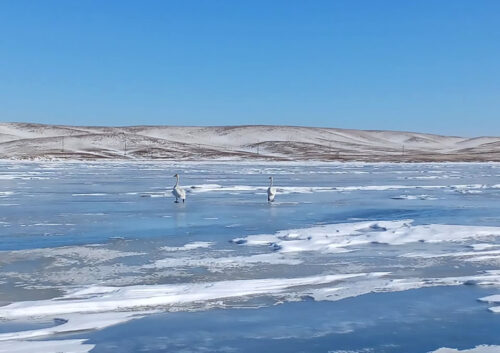 Весна пришла, весне дорогу: в Павлодарское Прииртышье прилетели первые лебеди