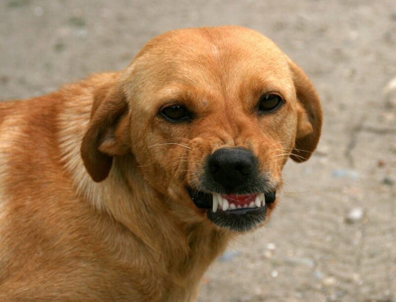 Павлодарка заплатит штраф за самовыгул собаки
