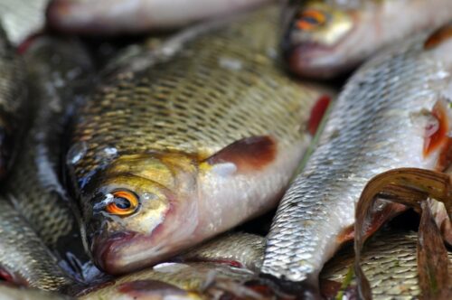В Павлодарской области рыба и морепродукты подорожали на 8,4%