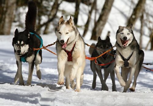 В пригороде Павлодара 2 марта пройдут гонки на собачьих упряжках