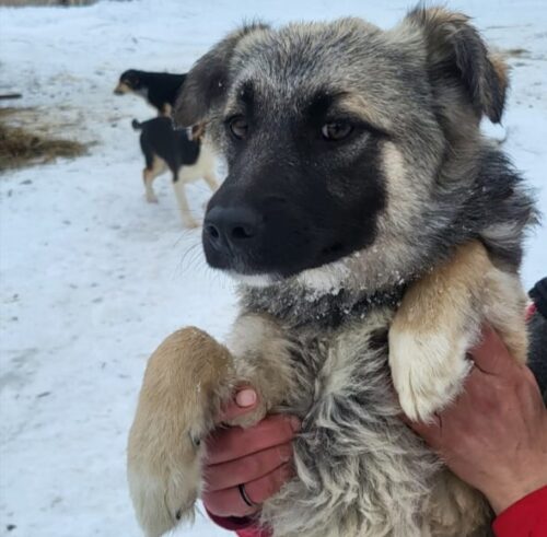 Павлодарские зооволонтеры вырастили охранников из брошенных щенков